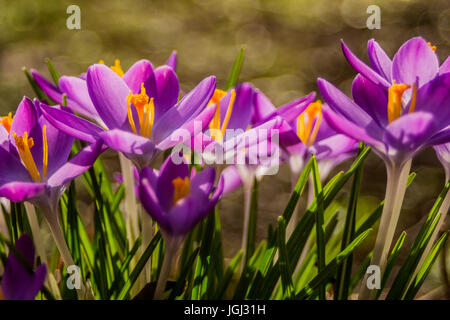 Krokus (plural: Krokusse oder Croci) ist eine Gattung von Blütenpflanzen in der Iris-Familie Stockfoto