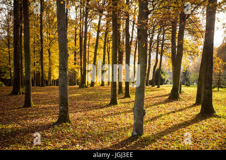 Farben des Herbstes in einem kleinen Holz Wich Boden ist bedeckt mit einem Teppich aus gelben und orangefarbenen Blätter Stockfoto