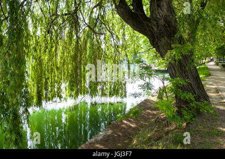 Eine Trauerweide Baum am Ufer des Flusses Marne und seine Äste fallen wie ein Vorhang bis berühren das Wasser Stockfoto