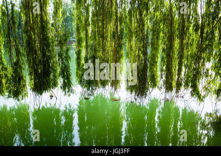 Die Zweige einer Trauerweide Baum fällt wie ein Vorhang bis berühren das Wasser des Flusses Marne Stockfoto