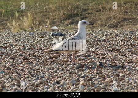 Möwe stehend am Strand Stockfoto