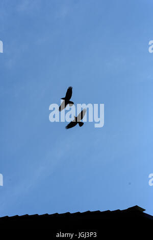 Zwei schwarze Krähen fliegen in einen blauen Himmel ohne Wolken und Kopie Raum Bereich Stockfoto