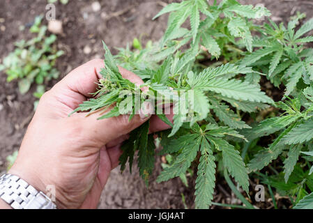 Weiße männliche Hand hält und inspiziert eine Cannabis-Pflanze mit einem Erde-Boden-Hintergrund Stockfoto