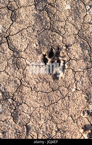 Getrocknete Drucken eines wilden Tieres wie Hund oder Kojoten auf einem trockenen Schlamm Weg Stockfoto