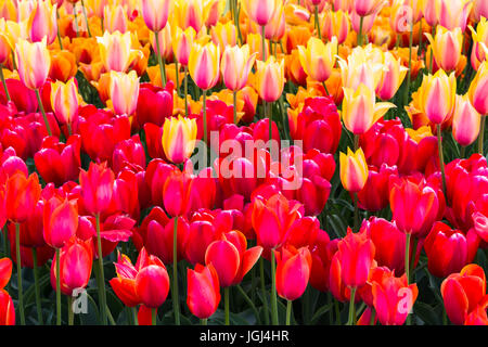 Nahaufnahme von Tulpen im Garten mit Blütenblättern fast füllen den Rahmen Stockfoto