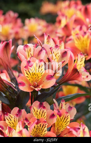 Alstroemeria 'Indian Summer'. Peruanische Lilie Blumen Stockfoto
