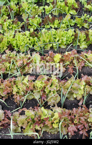 Lactuca Sativa und Allium Ampeloprasum. Salate und Lauch in einem Hochbeet in einem Gemüsegarten angebaut. UK Stockfoto
