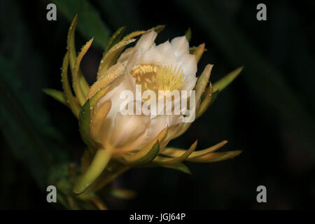 Eröffnung von Dragon Frucht Blume mit Regen fällt, Hawaii Stockfoto