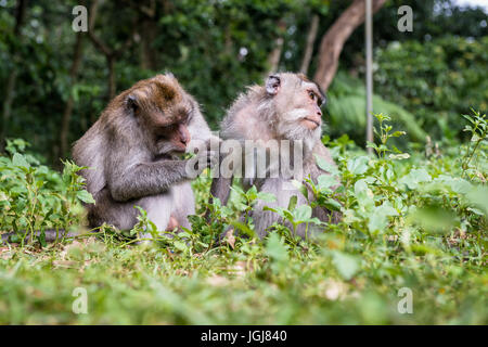 Affenwald. Balinesische langschwänzigen Affen, Makaken, zwei Affen pflegen einander, Indonesien Stockfoto