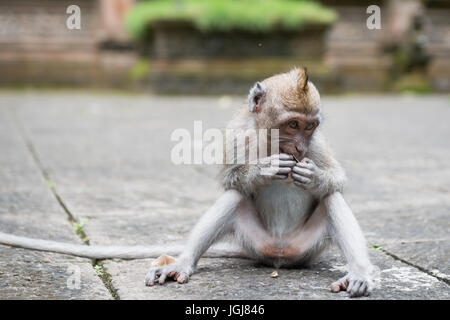 Affenwald. Balinesische langschwänzigen Affen, Makaken, zwei Affen pflegen einander, Indonesien Stockfoto