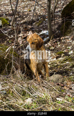 Ein streunender Hund im Wald Stockfoto