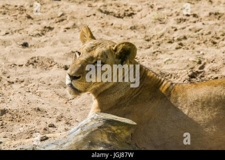 Löwen, Sonnenbaden im zoo Stockfoto