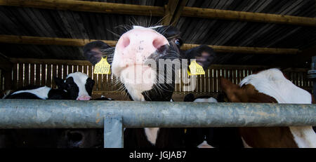 Kühe auf dem Bauernhof Stockfoto