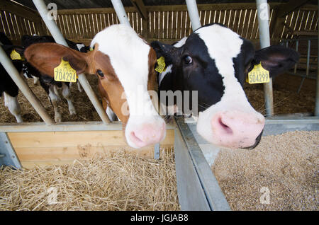 Kühe auf dem Bauernhof Stockfoto