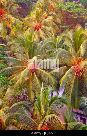 Kerala Backwaters, Indien. Tropische Landschaft. Kanäle und Städte unter Palmen Stockfoto