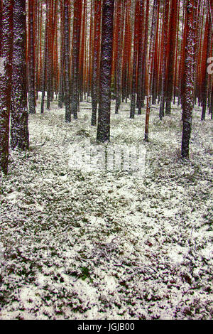 Pinienwald in ersten Tagen des Winters. Bestreut mit Schnee und wurde Rosa Baumstämme. Beobachtung auf dem täglichen Spaziergang Stockfoto
