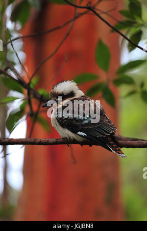 Laughing Kookaburra (Dacelo Novaeguineae) thront auf Zweig. Ku Ring-Gai Chase National Park. New South Wales. Australien Stockfoto