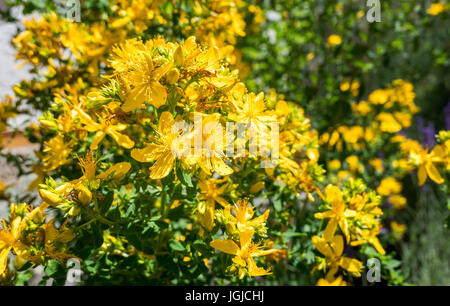 St. John´s Wort, Tipton Unkraut, Kolophonium Rose, Hypericum Perforatum, Bayern, Deutschland, Europa Stockfoto