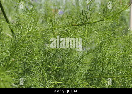 Verschreiben (Meum Athamanticum), Bayern, Deutschland, Europa Stockfoto