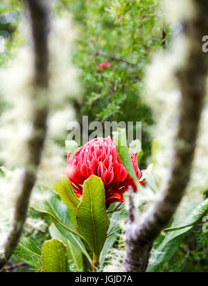 Die roten Blüten der Leucospermum Glabrum "Scarlet Ribbons" in Tresco Abbey Gardens, Tresco Insel, Isles of Scilly, England, Vereinigtes Königreich. Stockfoto