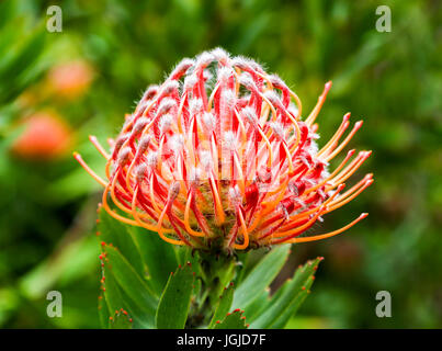 Die roten Blüten der Leucospermum Glabrum "Scarlet Ribbons" in Tresco Abbey Gardens, Tresco Insel, Isles of Scilly, England, Vereinigtes Königreich. Stockfoto