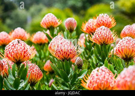 Die roten Blüten der Leucospermum Glabrum "Scarlet Ribbons" in Tresco Abbey Gardens, Tresco Insel, Isles of Scilly, England, Vereinigtes Königreich. Stockfoto