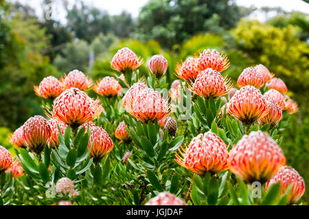 Die roten Blüten der Leucospermum Glabrum "Scarlet Ribbons" in Tresco Abbey Gardens, Tresco Insel, Isles of Scilly, England, Vereinigtes Königreich. Stockfoto