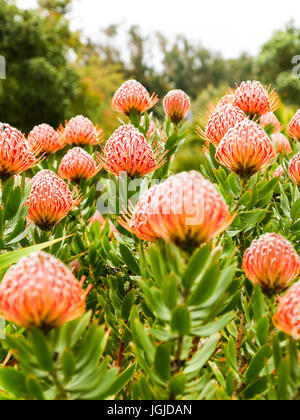 Die roten Blüten der Leucospermum Glabrum "Scarlet Ribbons" in Tresco Abbey Gardens, Tresco Insel, Isles of Scilly, England, Vereinigtes Königreich. Stockfoto