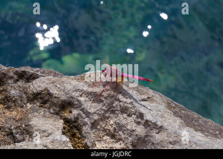 Rote Libelle hautnah Stockfoto