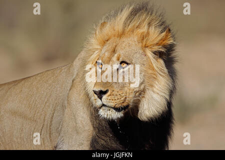 Porträt eines großen männlichen afrikanischen Löwen (Panthera Leo), Kalahari-Wüste, Südafrika Stockfoto