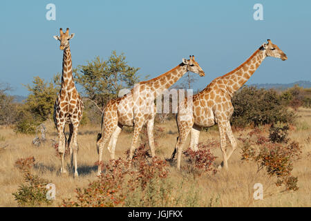 Giraffen (Giraffa Camelopardalis) im natürlichen Lebensraum, Etosha National Park, Namibia Stockfoto