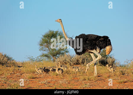 Männliche Strauß (Struthio Camelus) mit Küken, Kalahari-Wüste, Südafrika Stockfoto