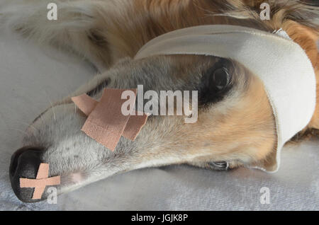 "Kranken Hund" - Barsoi Hund mit Bandage und Gips verziert. Einfach jetzt, das war nur ein Setup! Stockfoto