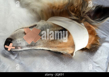 "Kranken Hund" - Barsoi Hund mit Bandage und Gips verziert. Einfach jetzt, das war nur ein Setup! Stockfoto