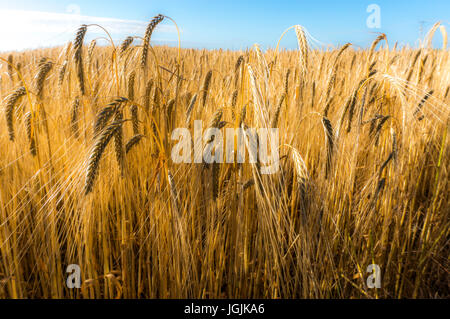 Eine Nahaufnahme von einer Ernte von Weizen in einem Feld früh an einem Sommermorgen, Langtoft, Lincolnshire, England, UK. Stockfoto