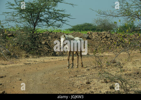 Mayureshwar ist eine kleine Naturschutzgebiet in der Nähe von Pune, eine kleine Population von der Chinkara, die indische Gazelle und indischen Wölfe unterstützt. Stockfoto