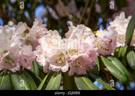 Rhododendron Aganniphum Blumen in voller Blüte im Frühjahr mit schönen dekorativen leuchtend rosa Blüten Stockfoto