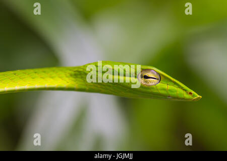 Oriental Whipsnake oder asiatischen Rebe Schlange (Ahaetulla Prasina) Stockfoto