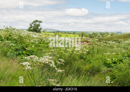 Riesen Bärenklau - Heracleum Mantegazzianum - Gowing neben Endrick Wasser, Stirlingshire, Schottland, UK Stockfoto