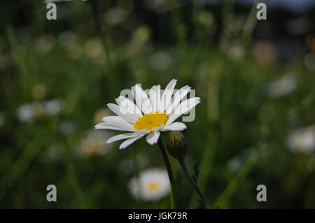 Daisy in der Nähe von Foto Stockfoto