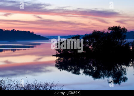 See-Manatee bei Sonnenaufgang. Stockfoto