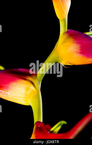 Nahaufnahme von einem wunderschönen tropischen Heliconia Latispatha mit lebendigen Farben auf schwarzem Hintergrund isoliert Stockfoto