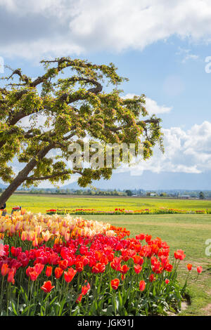 Bett aus bunten Tulpen um blühenden Holzapfel Baum Landschaft vertikal Stockfoto