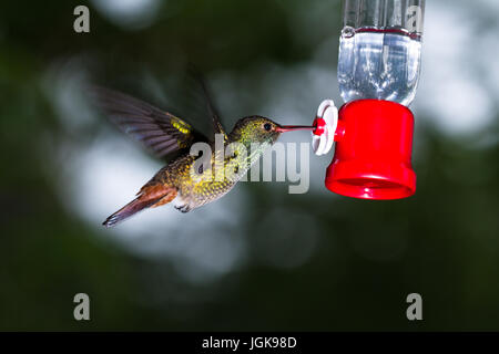 Nahaufnahme eines rufous tailed Kolibris ernähren sich von einem Feeder in einem dunklen Regenwald von Costa Rica Stockfoto