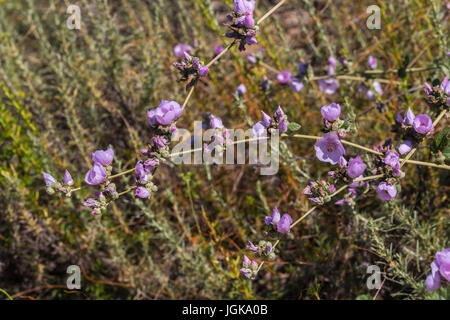 San Dieguito River Park Wildblumen Stockfoto