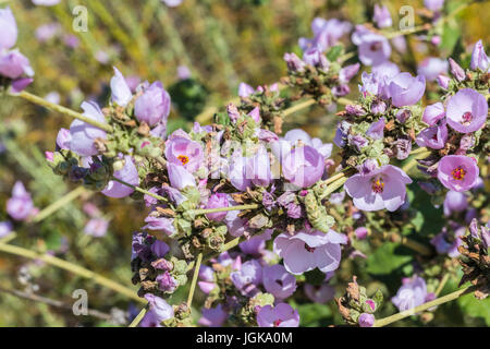 San Dieguito River Park Wildblumen Stockfoto