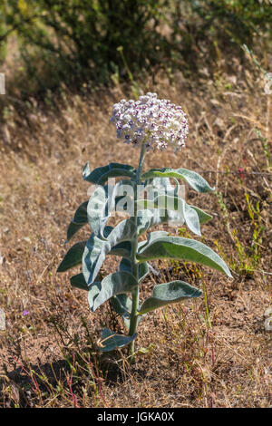 San Dieguito River Park Wildblumen Stockfoto