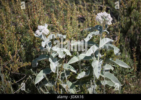 San Dieguito River Park Wildblumen Stockfoto