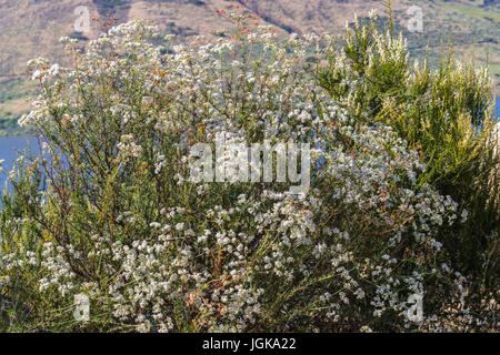 San Dieguito River Park Wildblumen Stockfoto