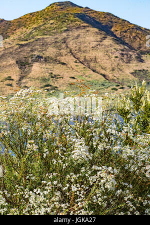 San Dieguito River Park Wildblumen Stockfoto